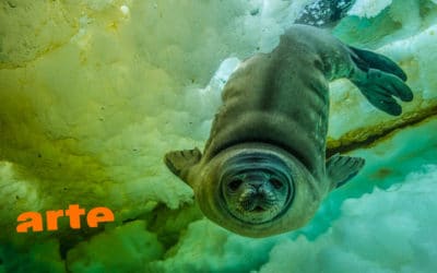 Antarctica, sur les traces de l’empereur, rediffusé sur Arte