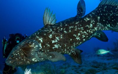 Départ de l’expédition GOMBESSA