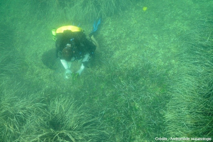 Le projet REPIC, début d’une politique de restauration des herbiers sous-marins à posidonie en France ?