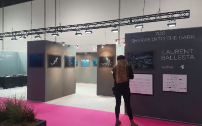 700 Sharks at Düsseldorf Boot Show 2020