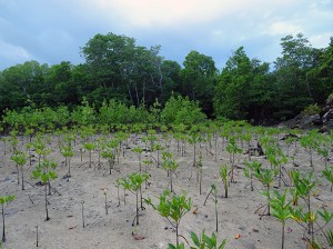 A marée basse, mangrove en restauration (palétuviers replantés)