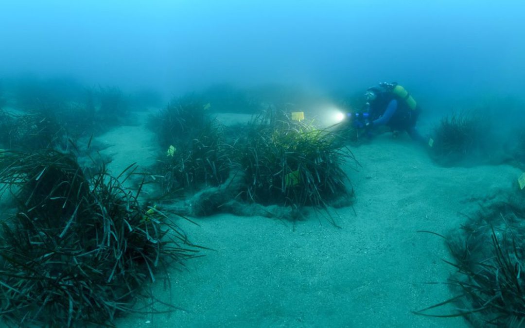 Monaco : Andromède au chevet de l’écosystème marin