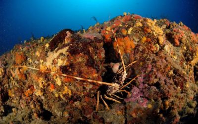 Diagnostic écologique du cantonnement de pêche de Saint-Florent