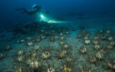 Planète Méditerranée (Deep Med) bientôt sur la plateforme en ligne chinoise Bilibili