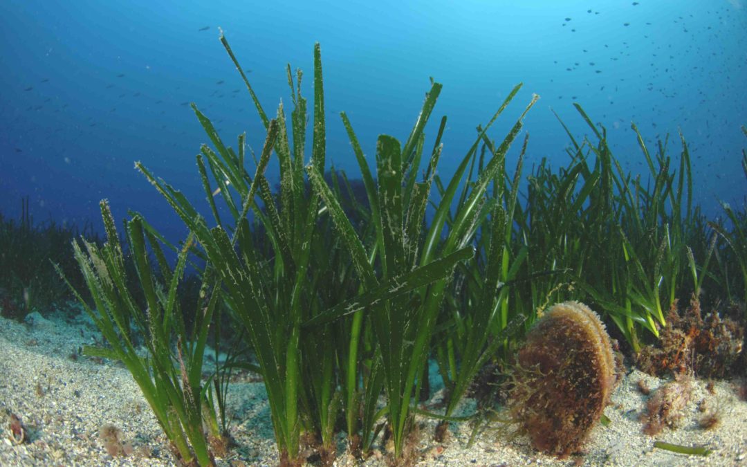 Rétablissement des herbiers de posidonie avec l’amélioration du traitement des eaux usées