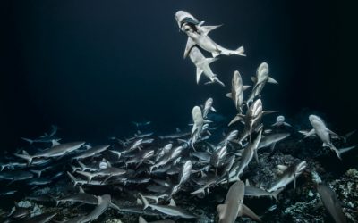 Retour sur les résultats scientifiques de « 700 requins dans la nuit  » (Gombessa 4).