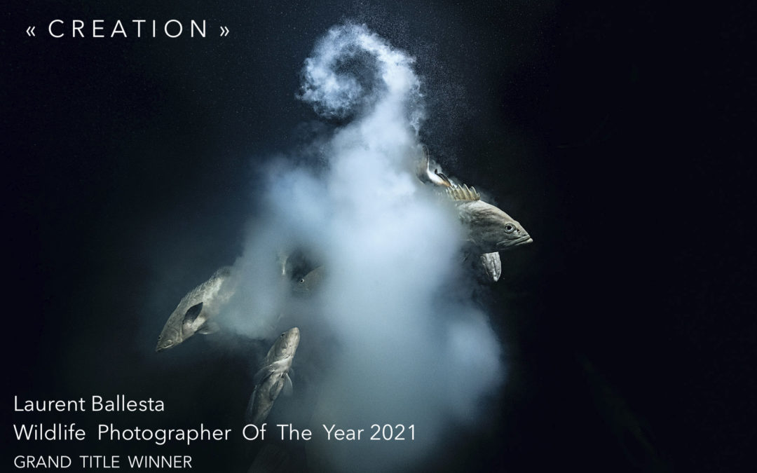 Laurent Ballesta a remporté le Grand Title Award du Wildlife Photographer Of The Year 2021