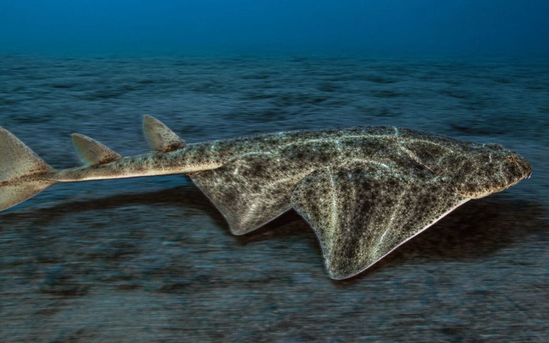 Des Anges et des Nids La Corse, dernier refuge d’une espèce marine en danger critique d’extinction : le requin « Ange de mer commun »