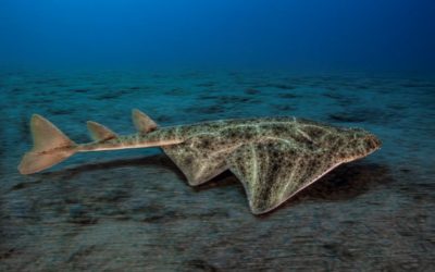 La population d’anges de mer Corse désormais mieux connue…