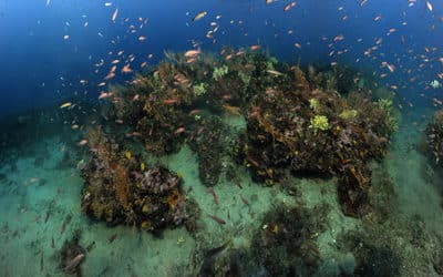 Confinement et état de référence de la biodiversité marine côtière