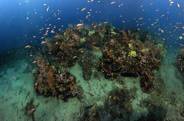 Confinement et état de référence de la biodiversité marine côtière