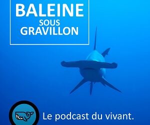 Baleine sous gravillon (BSG) : 5 épisodes sur la posidonie