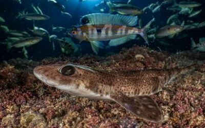 Journée d’études sur les habitats de substrats meubles – 30 septembre 2025