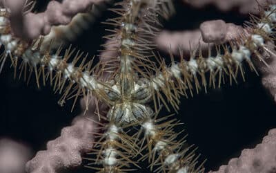 Ophiacantha setosa, l&rsquo;ophiure du « mystère des anneaux » sur Doris