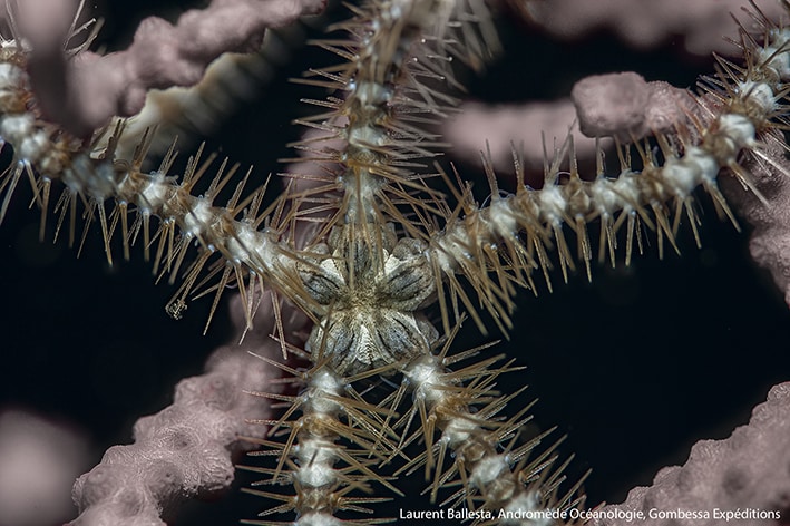 Ophiacantha setosa, l&rsquo;ophiure du « mystère des anneaux » sur Doris