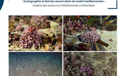 Rapport CAREMaërl – Cartographie et état de conservation du maërl méditerranéen
