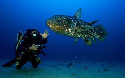 Conférence de Laurent Ballesta à Athènes