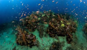 Biodiversité marine en Méditerranée