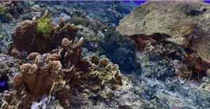 Récif corallien en 3D