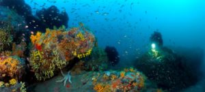 Coralligène de Méditerranée, Tavolara, Sardaigne ©Andromède océanologie