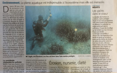 L’herbier de posidonie d’Occitanie dans le Midi Libre